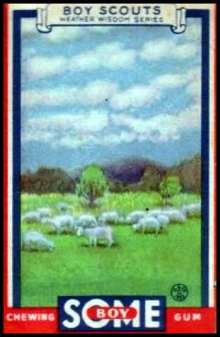 13 Sheep Clouds